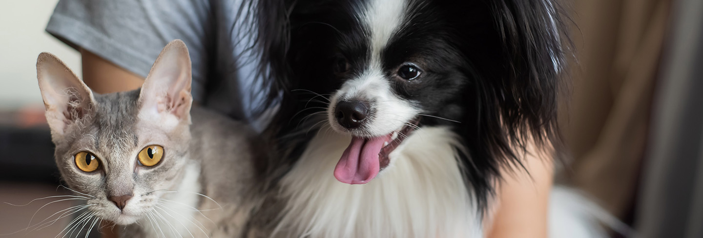 Vorbereitung Wahrscheinlichkeit Neugierde dürfen hunde in den globus