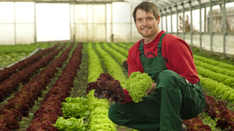 Eine Person in grüner Arbeitskleidung hält roten und grünen Salat in einem Gewächshaus mit Salatreihen.