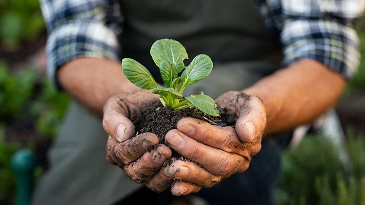 Zwei Hände in Erde halten eine kleine grüne Pflanze mit frischen Blättern, Hintergrund zeigt unscharfen Gartenbereich.