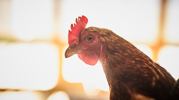 Ein braunes Huhn mit rotem Kamm und Kehllappen vor einem unscharf beleuchteten Hintergrund.