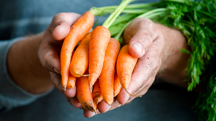 Hände mit erdigen Fingern halten mehrere frisch geerntete orangefarbene Möhren mit grünem Laub.