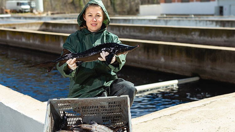 Person in grünem Regenmantel hält einen schwarzen Fisch vor einem Wasserbecken, davor ein Korb mit weiteren Fischen.