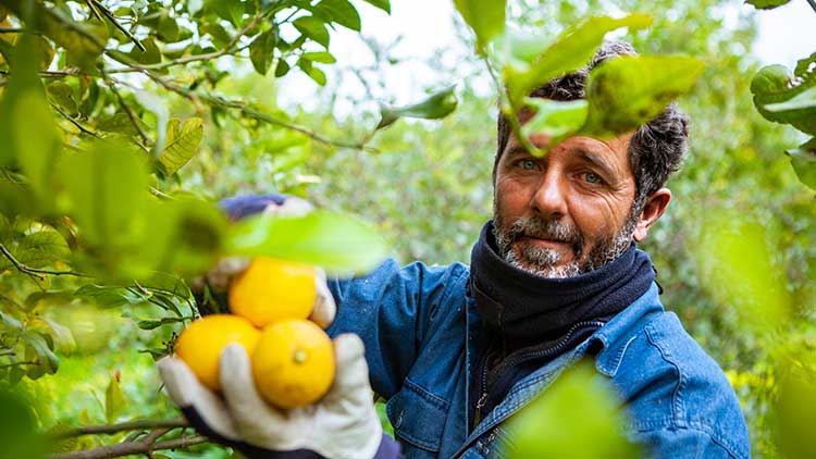 Eine Person in blauer Kleidung hält gelbe Zitrusfrüchte zwischen grünen Blättern in einer Obstplantage.