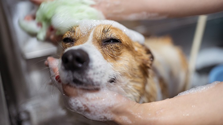 Ein Hund mit geschlossenen Augen wird in einem Waschbecken mit Seife eingeschäumt, Hände halten seinen Kopf.