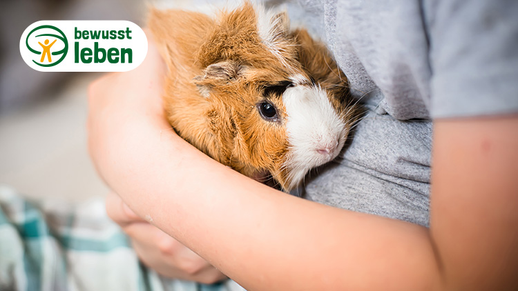 Ein braun-weißes Meerschweinchen wird von einer Person im grauen T-Shirt gehalten, oben links das Logo „bewusst leben“.