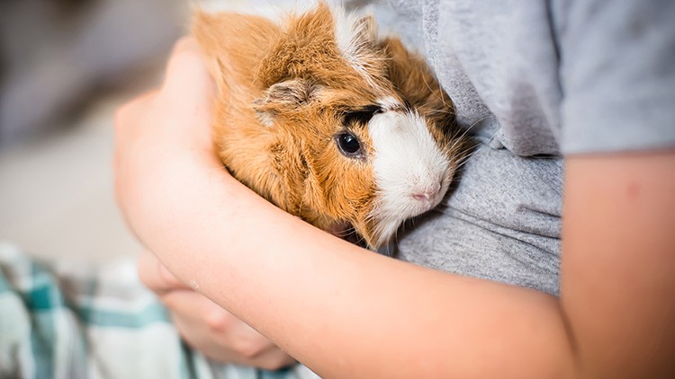 Ein braun-weißes Meerschweinchen mit wuscheligem Fell wird vorsichtig in den Armen einer Person in grauem Shirt gehalten.