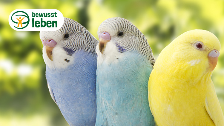 Drei Wellensittiche in Blau, Weiß und Gelb vor unscharfem grünem Hintergrund, oben links das Logo „bewusst leben“.