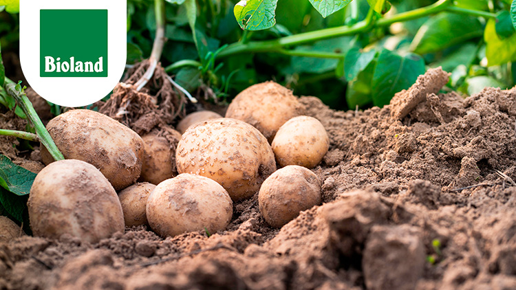 Mehrere Kartoffeln liegen in Erde, umgeben von grünen Blättern, oben links das Bioland-Logo in Grün und Weiß.