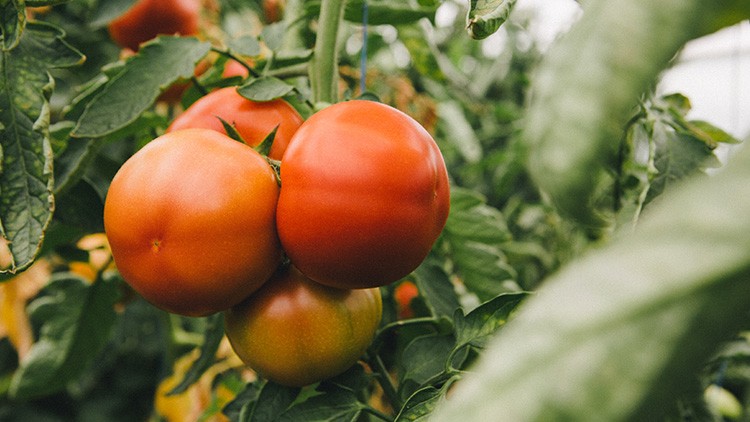 Drei reife, rote Tomaten hängen an einer grünen Pflanze mit vielen Blättern in einem hellen Gewächshaus.