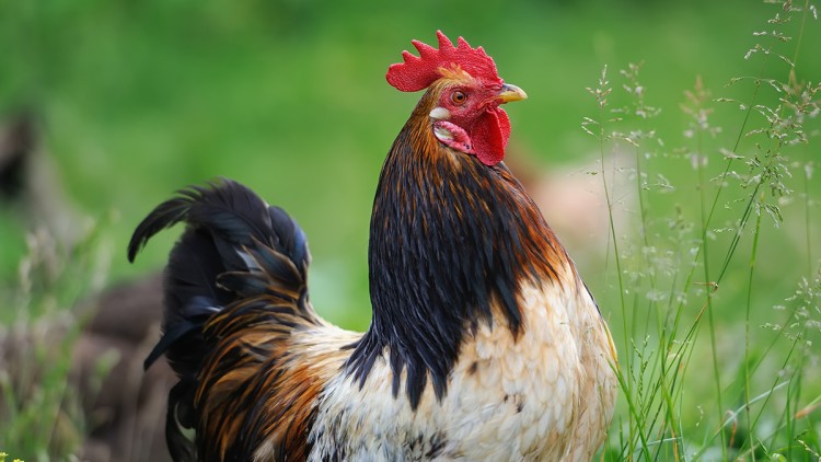 Ein Hahn mit rotbraunem Gefieder, schwarzem Schwanz und rotem Kamm steht auf einer grünen Wiese neben Grashalmen.