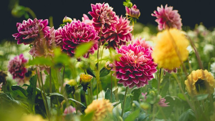 Pink-weiße und gelbe Dahlienblüten stehen inmitten einer grünen Wiese mit unscharfem Hintergrund.