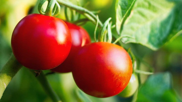 Rote, runde Tomaten hängen an einer grünen Pflanze mit Blättern, beleuchtet von natürlichem Licht.