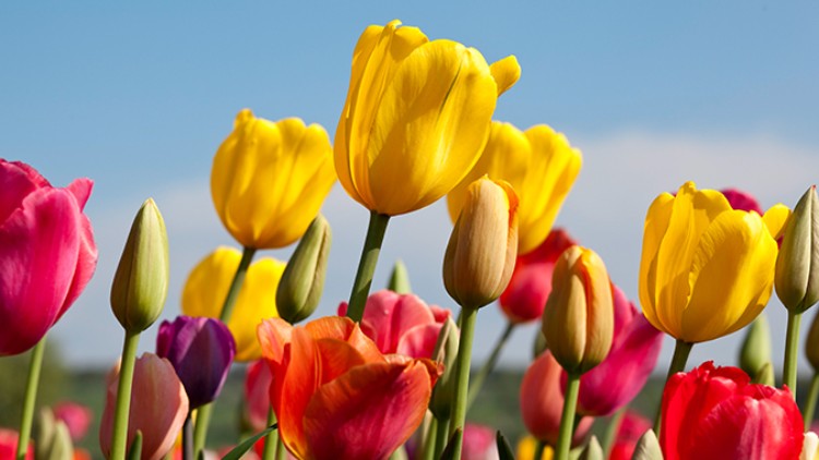 Verschiedenfarbige Tulpen in Gelb, Rot, Rosa und Lila stehen aufrecht vor einem blauen Himmel mit weißen Wolken.