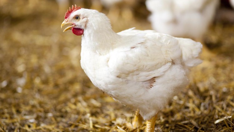 Weißes Huhn mit rotem Kamm steht auf Stroh, unscharfer Hintergrund mit weiteren Hühnern.