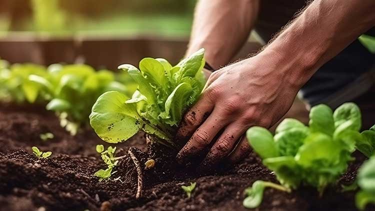 Hände pflanzen grünen Salat in dunkle Erde, im Hintergrund weitere Salatpflanzen in einem Garten.