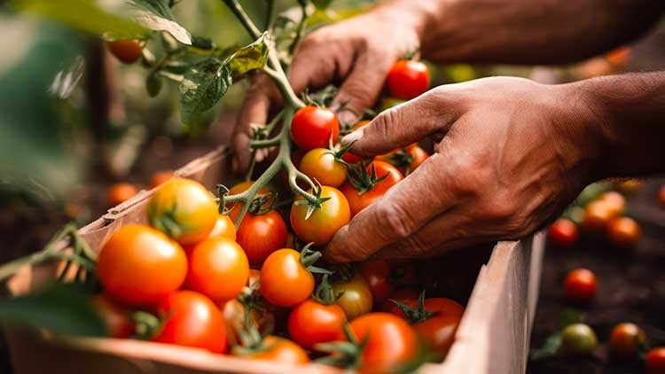 Hände pflücken rote und orangefarbene Tomaten von einer Pflanze, daneben ist eine Kiste mit weiteren Tomaten zu sehen.