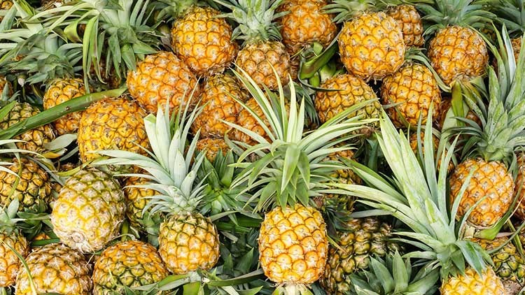 Mehrere reife, gelbe Ananas mit grünen Blättern liegen dicht nebeneinander gestapelt.