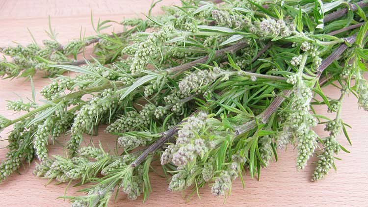 Mehrere frische Zweige mit grünen, krautartigen Blättern und kleinen Knospen liegen auf einer hellen Holzoberfläche.