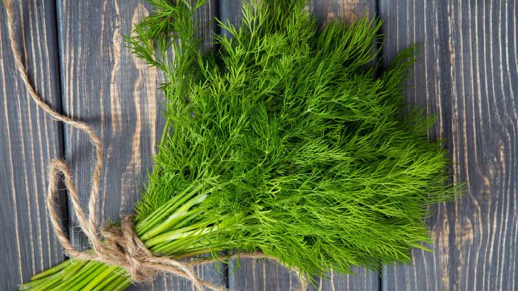 Dill