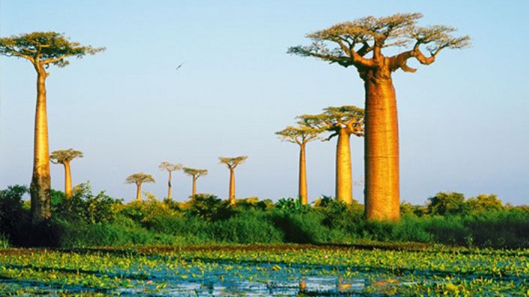 Sehr hohe, breite Baobab-Bäume stehen in einer sonnigen Landschaft mit grünen Pflanzen und einem kleinen Wasserbereich im Vordergrund.