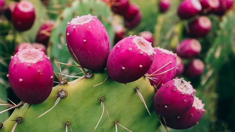 Grüne Kaktuspflanze mit mehreren ovalen, reifen Früchten in kräftigem Pink und kleinen Dornen auf den Früchten und Blättern.