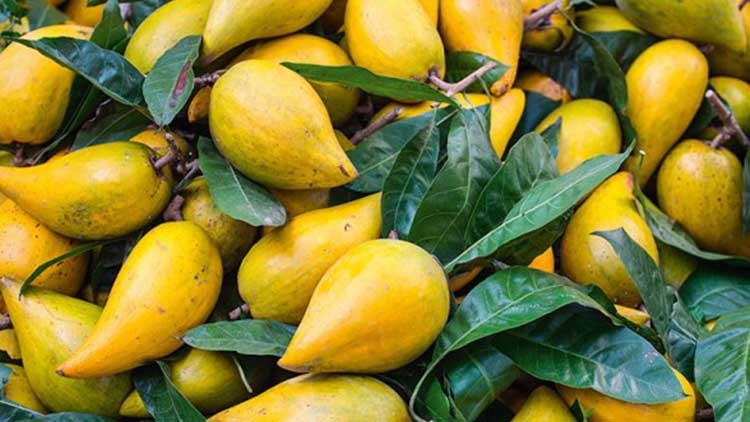 Mehrere gelbe, birnenförmige Früchte liegen dicht beieinander auf grünem Laub.