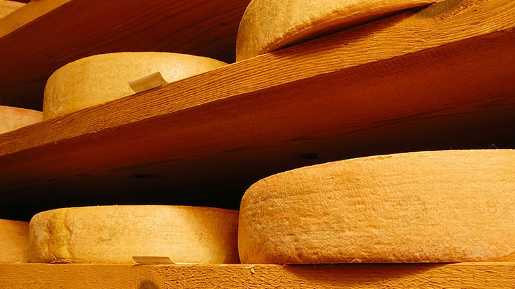 Runde, gelb-braune Käselaibe lagern auf mehreren Holzbrettern in einem Regal.