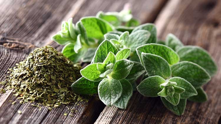 Frische grüne Oreganozweige und ein Häufchen getrockneter Oregano liegen auf einer Holzoberfläche.