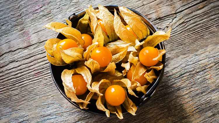 Physalis