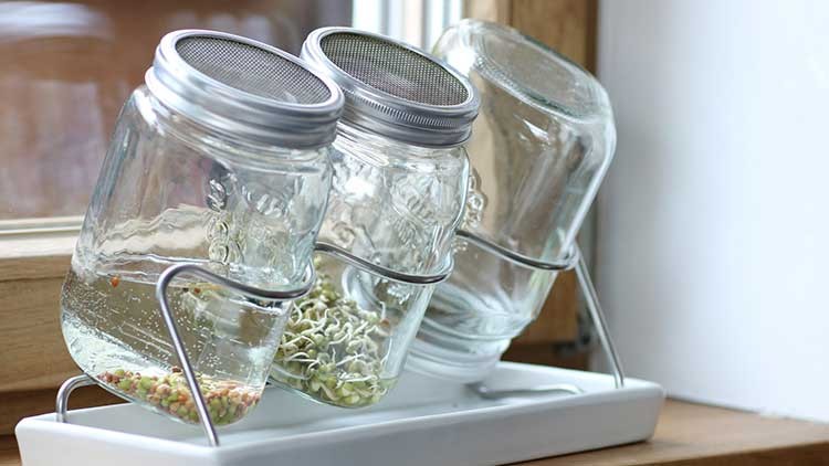 Drei geschlossene Einmachgläser mit Siebdeckeln enthalten Wasser und Keimsprossen, aufgestellt in einem weißen Ständer.