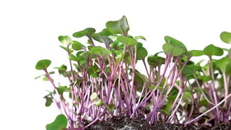 Grüne Microgreens mit violetten Stielen wachsen aus dunkler Erde vor weißem Hintergrund.