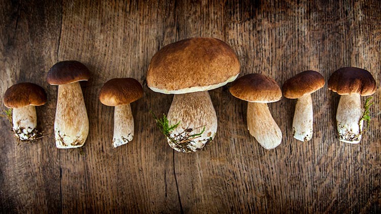 Sieben braune Steinpilze mit weißen Stielen liegen in einer Reihe auf einer Holzoberfläche.