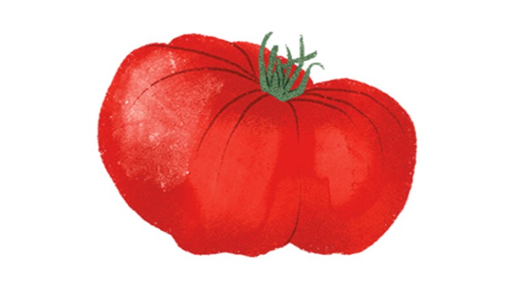Rote, illustrierte Tomate mit grüner Blattkrone vor weißem Hintergrund. 