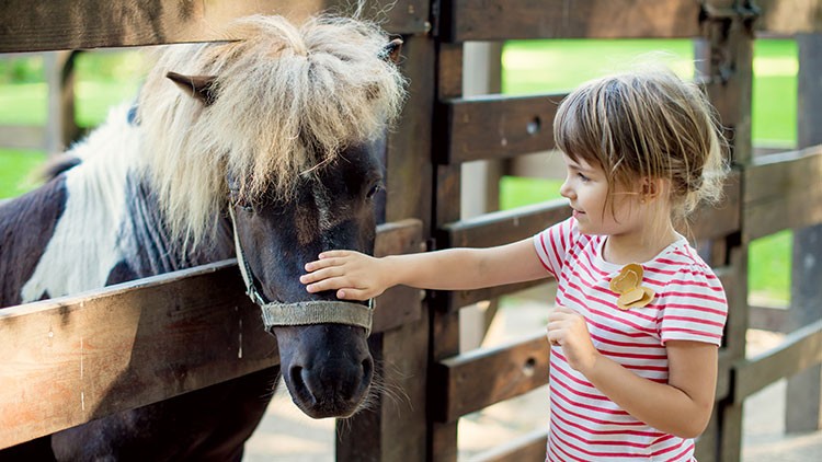 Ein Kind in gestreiftem T-Shirt streichelt ein schwarzes Pony mit heller Mähne durch einen Holzzaun.