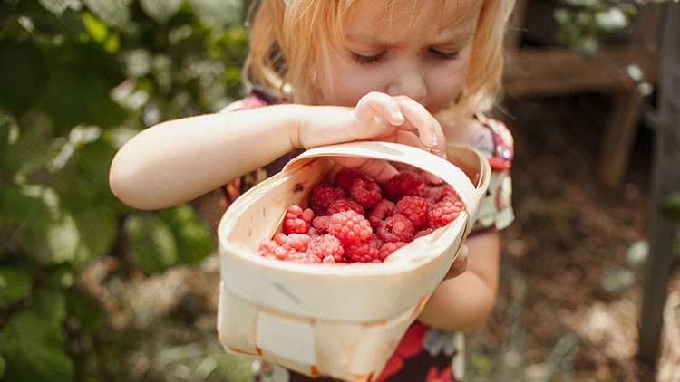 Ein Kind hält einen Korb mit frischen roten Himbeeren in einem grünen Garten.