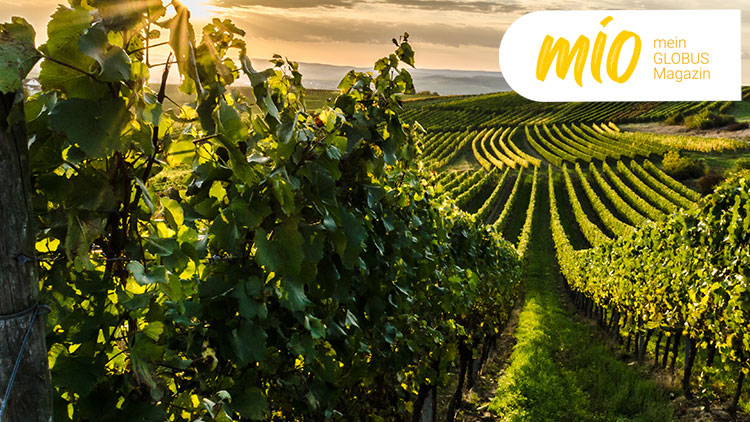 Ein Weinberg mit langen, parallelen Rebreihen bei Sonnenuntergang, rechts oben das Logo „mio, mein GLOBUS Magazin“.