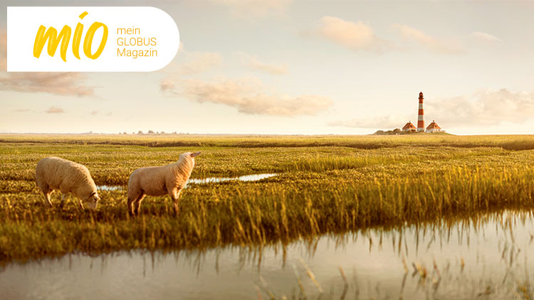 Zwei Schafe grasen auf einer Wiese mit Wassergräben, im Hintergrund ein rot-weiß gestreifter Leuchtturm, mio - mein GLOBUS Magazin.