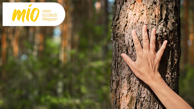 Eine Hand berührt die Rinde eines Baumes im Wald, oben links der gelbe Schriftzug „mio mein GLOBUS Magazin“.