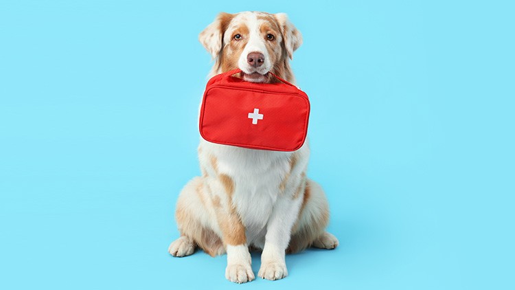 Hund hält eine rote Tasche mit weißem Kreuz im Maul, sitzt vor einem einfarbig hellblauen Hintergrund.