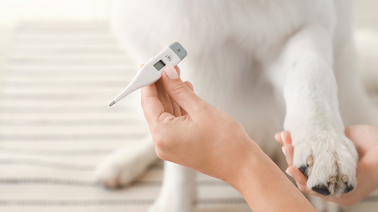 Eine Hand hält ein digitales Thermometer neben die Pfote eines weißen Hundes auf einem gestreiften Untergrund.
