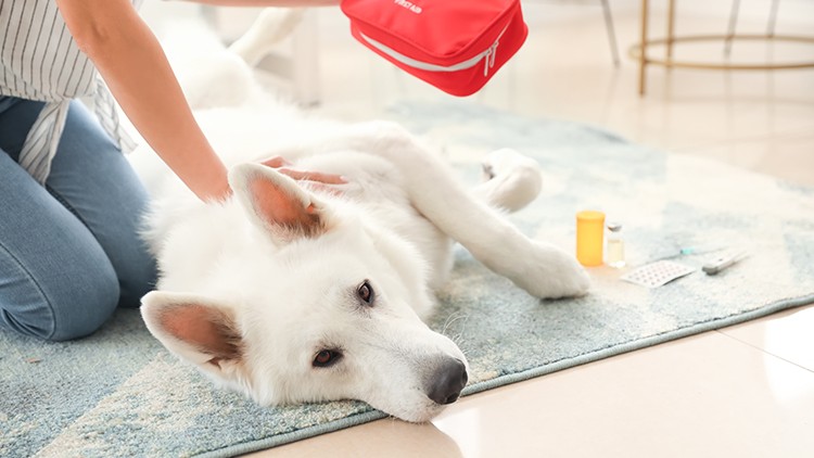 Weißer Hund liegt auf blauem Teppich, daneben Medikamente und eine rote Tasche, Person berührt den Hund am Rücken.