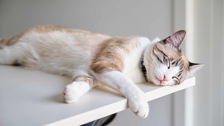 Hellbraun-weiß gemusterte Katze mit dunklen Ohren schläft entspannt auf einem hellen Tisch in einem schlichten Raum.