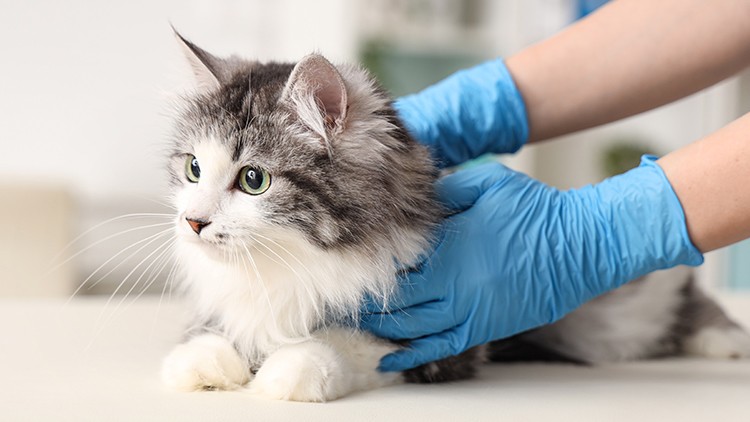 Grauweißes Fell einer Katze, ruhend auf einer hellen Fläche, wird von Händen in blauen Handschuhen sanft berührt.