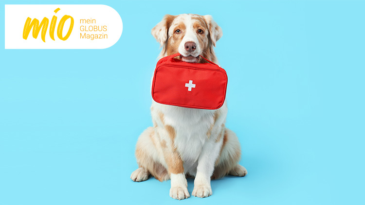 Ein Hund mit einer roten Tasche mit weißem Kreuz sitzt vor einem hellblauen Hintergrund mit dem mio mein GLOBUS Magazin Logo.