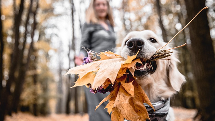 Hund hält einen Strauß aus Herbstblättern und Zweigen im Maul, im Hintergrund sind unscharf eine Person und Bäume zu sehen.