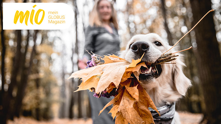 Ein Hund trägt orangefarbene Herbstblätter und lila Blumen im Maul, im Hintergrund unscharfe Person und Wald. Text: mio mein GLOBUS Magazin.
