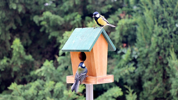 Ein hölzernes Vogelhäuschen mit grünem Dach, auf dem eine und auf dessen Anflugbrett eine andere Meise sitzt, umgeben von Bäumen.