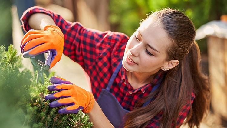 Person in rotem Karohemd und lila Schürze schneidet mit Gartenhandschuhen und Schere grüne Büsche im Sonnenschein.