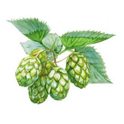 Hopfen