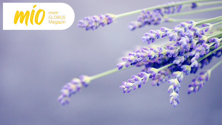 Nahaufnahme von blühendem Lavendel vor einem lilafarbenen Hintergrund, Logo „mio mein GLOBUS Magazin“ oben links.